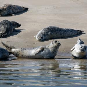 Zeehonden op zandplaat